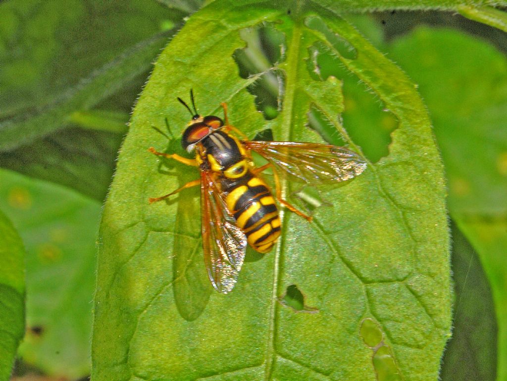 Syrphidae: Chrysotoxum sp., maschio